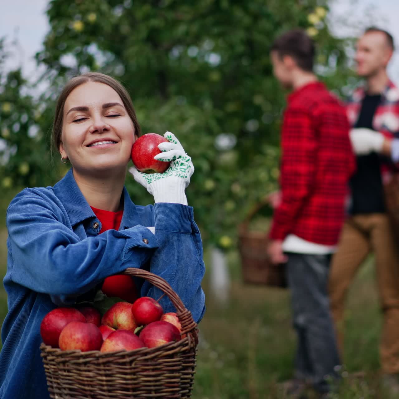 Family working in the garden picking crops. Lady sits holding a basket of fruit on her laps. Woman is happy about a good harvest of apples. Blurred backdrop