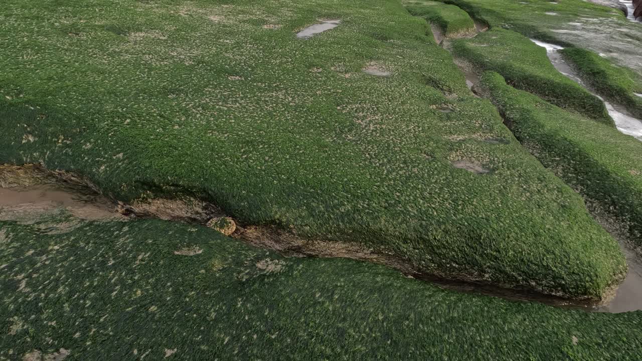 explorar pequeñas algas marinas, esenciales para el medio marino y una fuente de alimento crucial para diversos organismos marinos