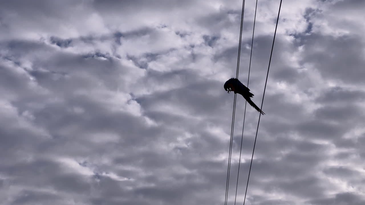 Silhouette di pappagallo solitario posata su cavi elettrici, che presenta un momento di fauna selvatica urbana su uno sfondo di nuvole dense e grigie
