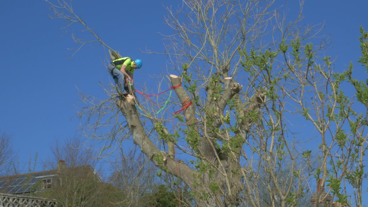 Tree surgeon pruning wearing safety gear and helmet 2