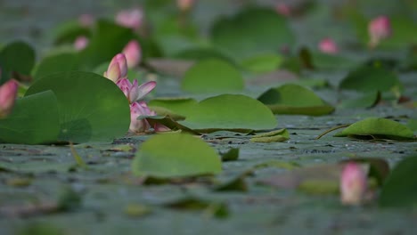 lotus flower pond in wind