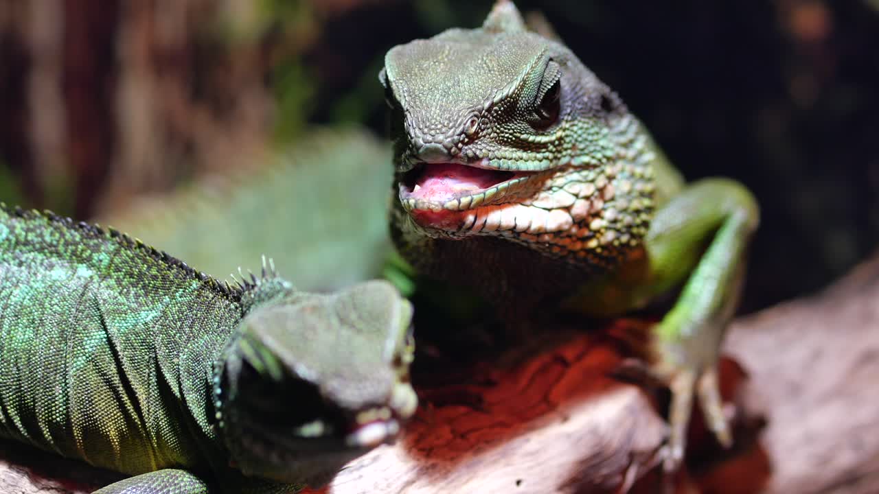 가지에 있는 초록색 도마