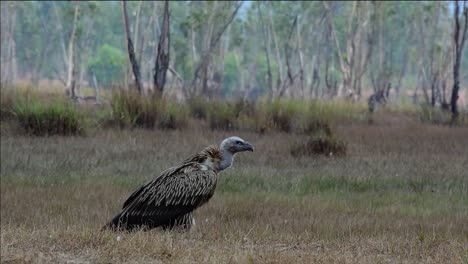 喜马拉雅高原 (himalayan gryphon vulture) 濒临灭绝,由于食物来源和<unk>息地丧失,