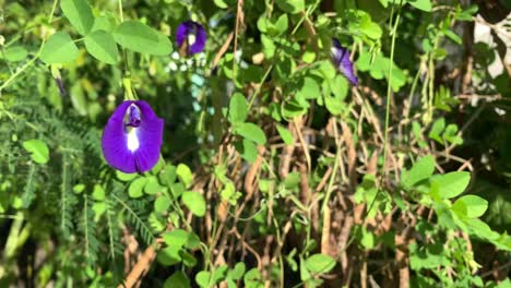 flores de guisante mariposa en el árbol, flor de telang para materias primas de té de hierbas