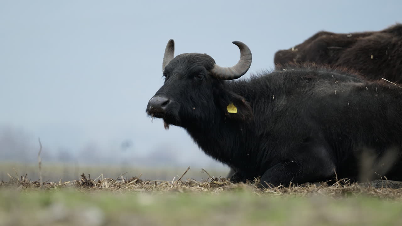 Un bufalo d'acqua riposa tranquillamente sul terreno erboso di Kerkini. Ideale per documentari sulla natura e servizi sulla fauna selvatica.