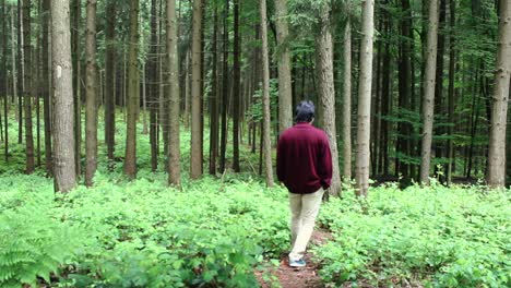 walking at forest park