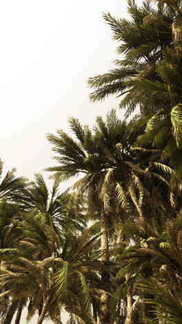 palm trees in a tropical paradise
