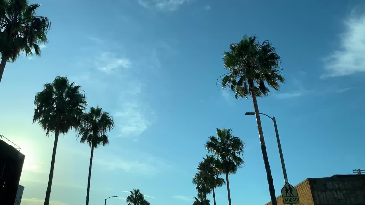 Los Angeles travel palm trees establishing shot.