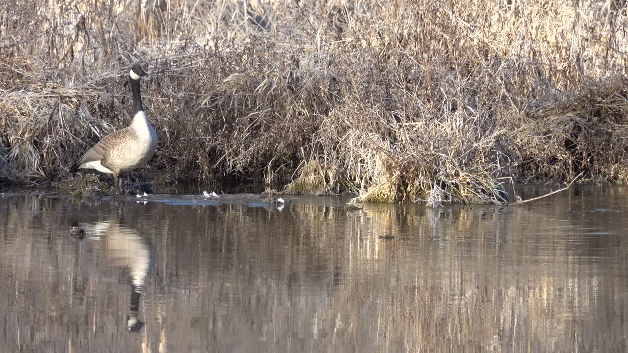 Canada Goose Honking by a Pond in a Dry Grassy Wetland