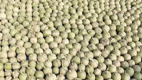 ripe wood apple fruits (limonia acidissima) are lined up under the open sun for drying. ripe wood apple fruit pattern background. close up views of wood apple fruits.