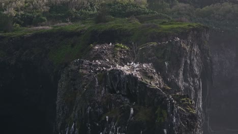 birds on rocky cliff