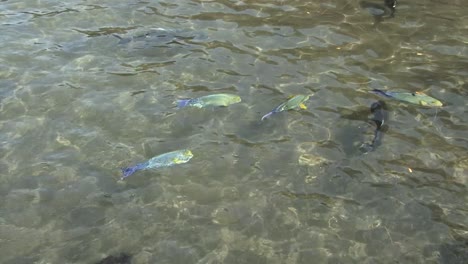 Peces-Tropicales-En-Papeete,-Tahití,-Polinesia-Francesa