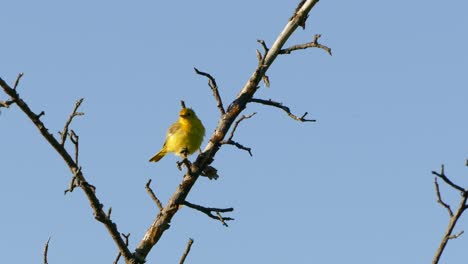 Yellow-Warbler-bird-flying-off-a-tree-branch-with-no-leaves-on-a-blue-sky-background