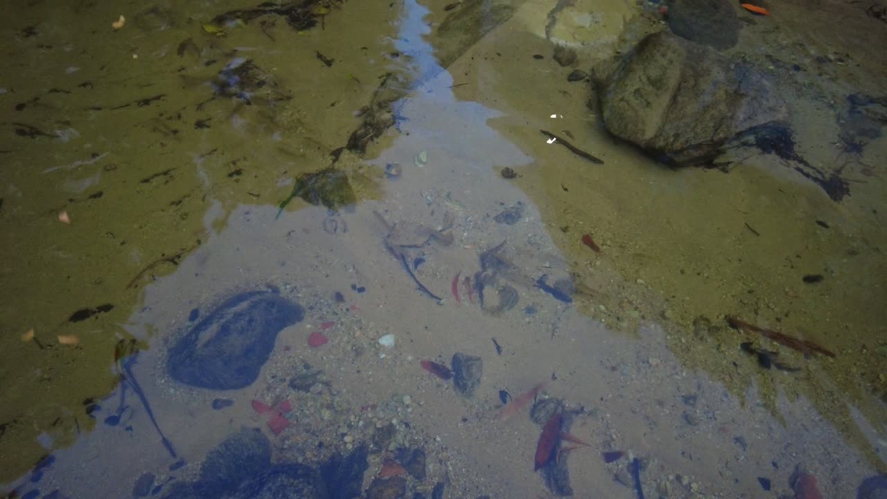 Perspektive eines Flusses mit natürlichem Sediment, Blättern und Fischen in Choroni, Aragua, Venezuela