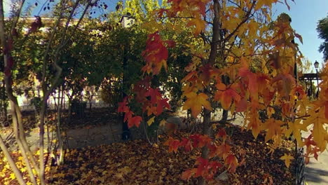 magníficos colores de otoño