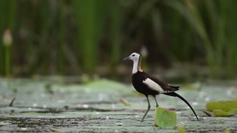 close-up of pheasant-tailed jacana standing on floating lily leaf in pond