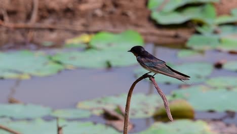 A-small-fast-moving-bird-which-is-found-almost-everywhere-in-the-world,-most-of-the-time-flying-around-to-catch-some-small-insects