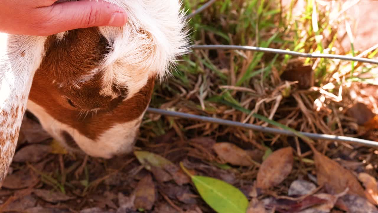 A person gently pets a goat through a fence on a sunny farm, creating a warm, peaceful atmosphere