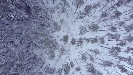 Mysterious-winter-forest-from-eye-bird-view,-spinning-shot