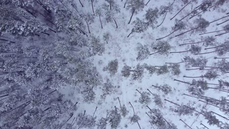 misterioso bosque de invierno desde la vista de pájaro, tiro giratorio