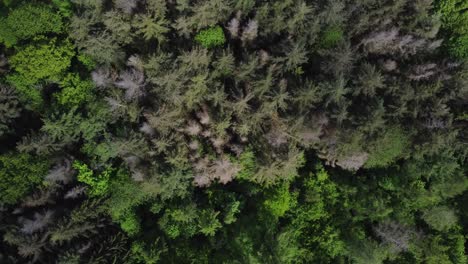 aerial circle shot showing treetops of dry trees in forest during hot summer day