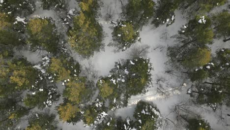 bird-perspective-of-highland-forest-during-winter