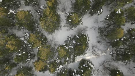 Perspectiva-De-Pájaro-Del-Bosque-De-Montaña-Durante-El-Invierno