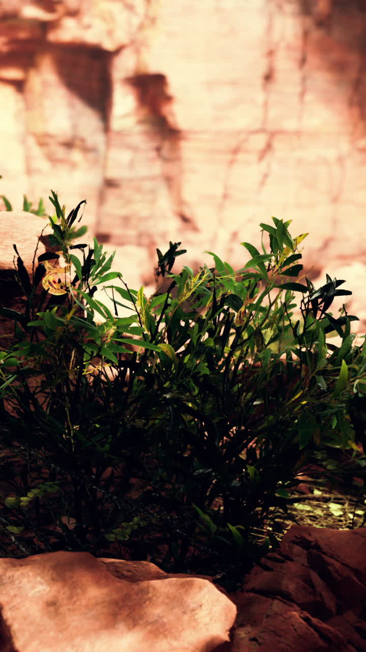 primer plano de un arbusto verde en el cañón de la roca roja