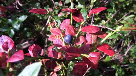 box huckleberry plant with red leaves, high angle handheld closeup, day