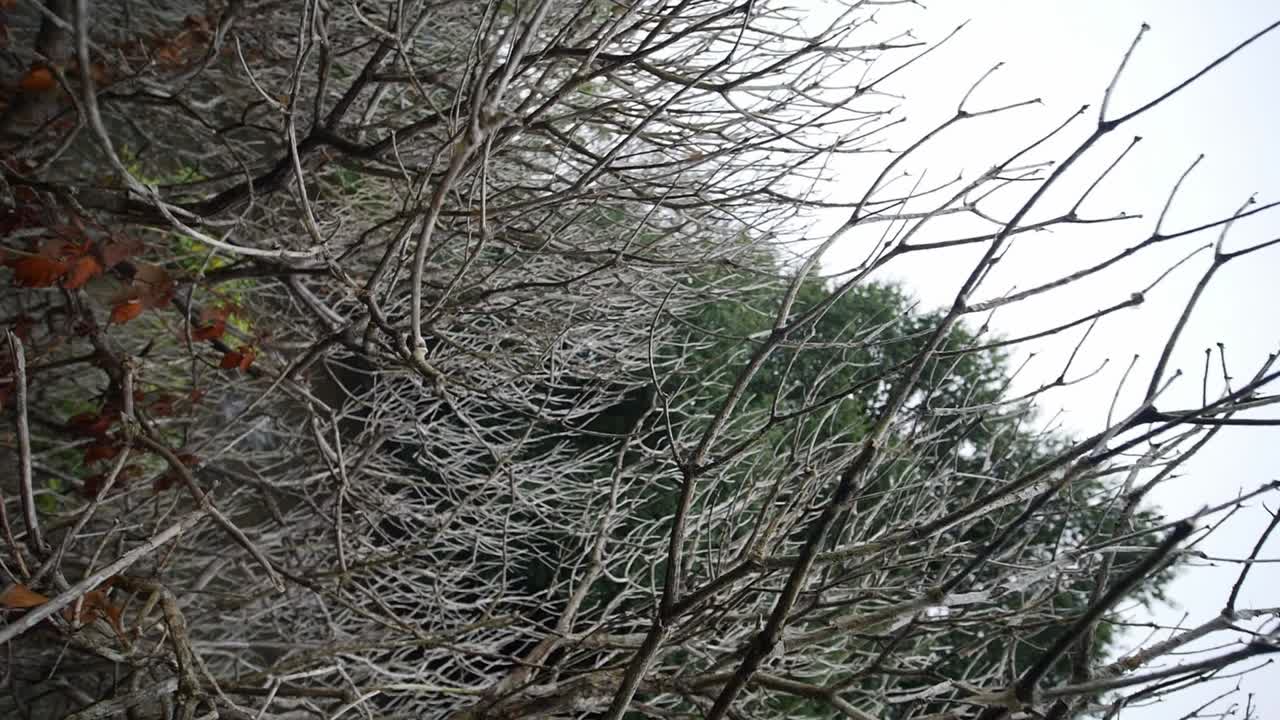 Dolly Back View From Tree Branches With Continuous Rotation. Follow Shot