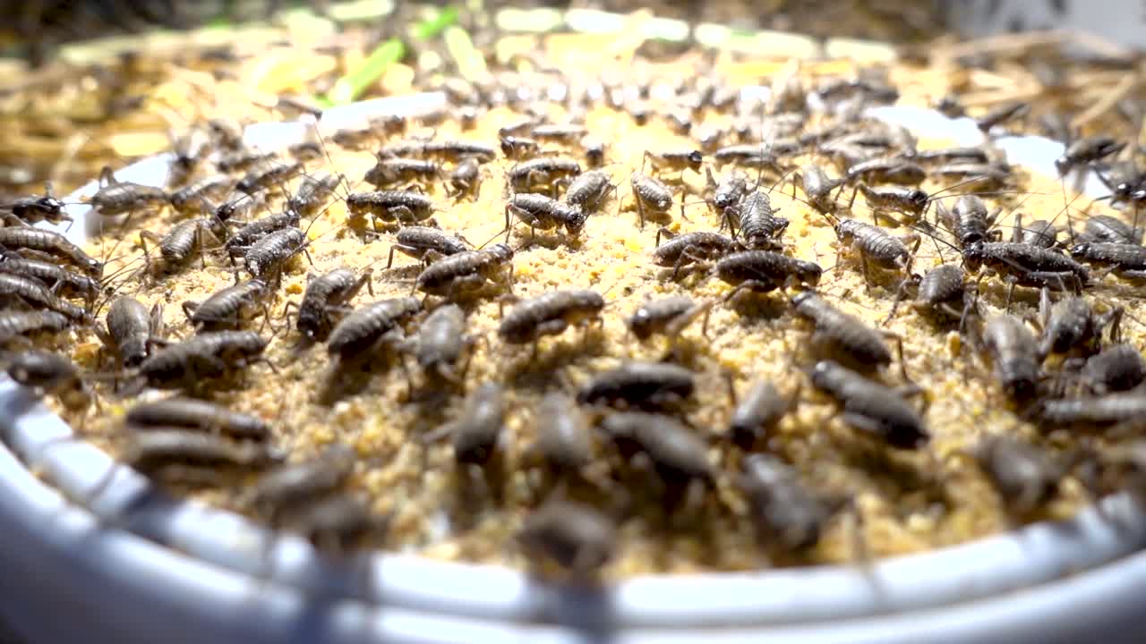 A Bowl full of crickets in a cricket farm in Cambodia
