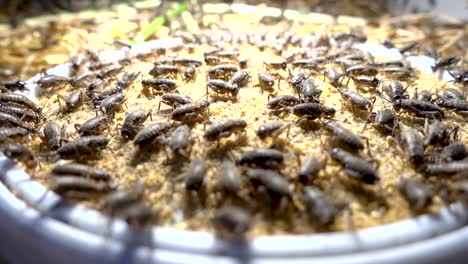 a bowl full of crickets in a cricket farm in cambodia