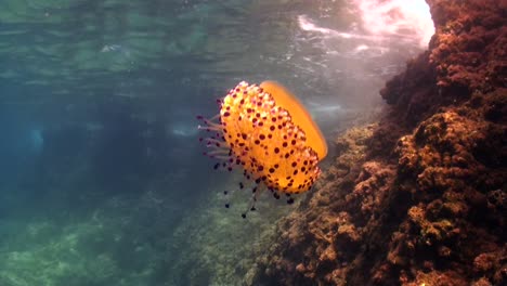 medusas de huevo frito a la deriva a lo largo del arrecife cerca de la superficie en el mar mediterráneo