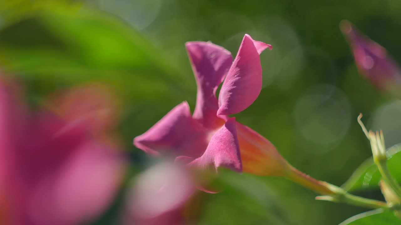 súper primer plano del viento que sopla una flor de color magenta alrededor con un fondo desenfocado - filmado con lente vintage helios 44-2 58mm f2 - bolas bokeh