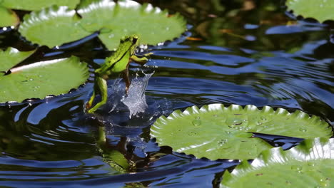 frogs and insects on lily pads in a pond