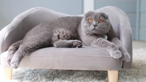a delightful gray cat is lounging comfortably on a beautifully elegant miniature couch perfectly a delightful gray cat is lounging comfortably on a beautifully elegant miniature couch perfectly relaxed