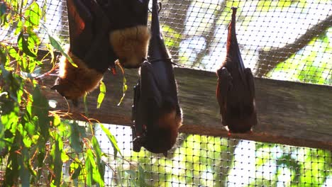 Close-up-shot-of-native-Australian-bat-species,-little-red-flying-fox,-pteropus-scapulatus-roosting-and-hanging-upside-down-in-captivity-in-daylight-in-an-enclosed-environment-in-wildlife-sanctuary