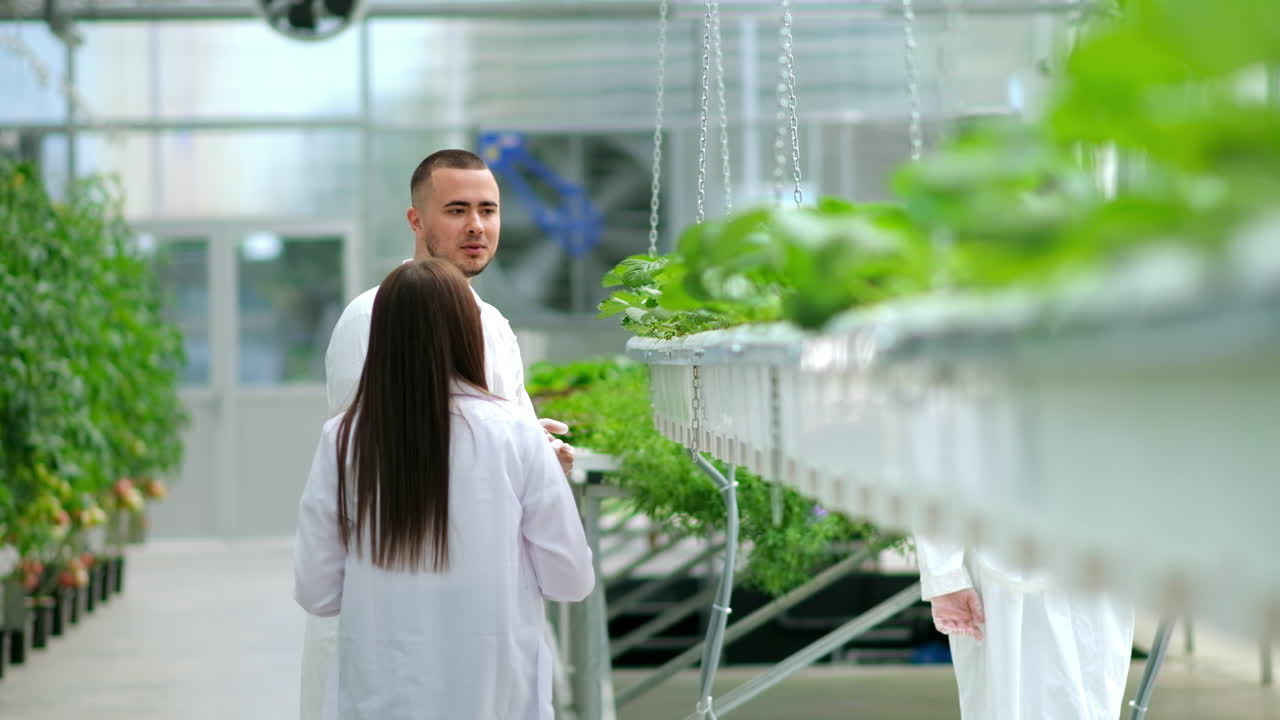 Three laboratory technicians in white coats working with plants grown with the Hydroponic method in a greenhouse