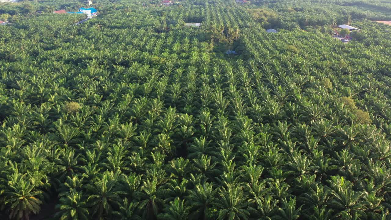 기름 야자 나무의 영화 같은 공중 드론 비행 과수원, 페라크, 말레이시아, 동남아시아
