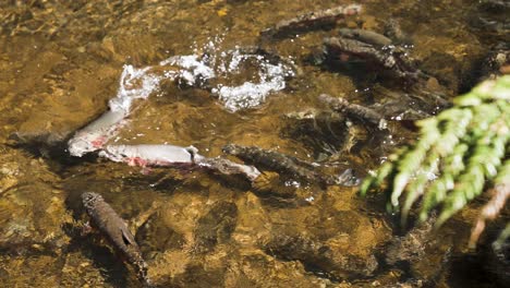 Rainbow-trout-in-shallow-clear-water-stream-being-fed-with-food,-wild-fishing