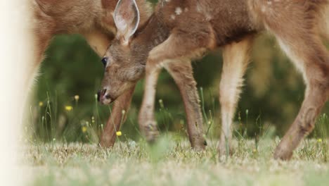 un ciervo, un ciervo bebé, en el bosque, comiendo hierba