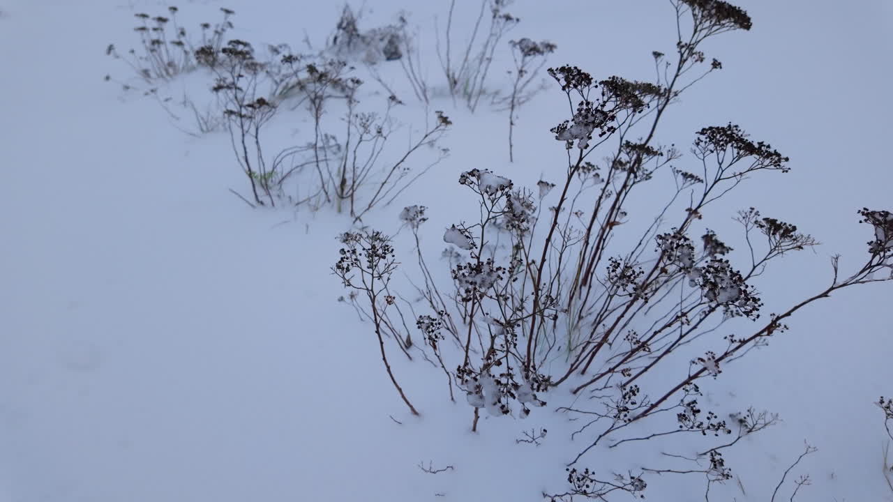 땅에서 나오는 눈으로 인 건조한 식물은 평온하고 미니멀한 겨울 풍경을 만니다.