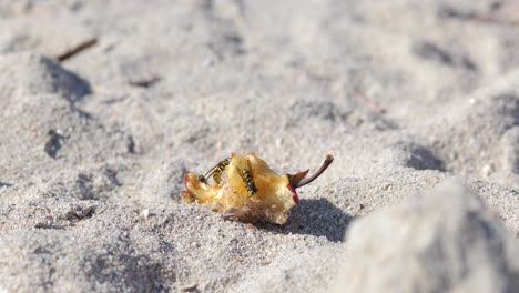 tiro medio para tres avispas que comparten las sobras de manzana en la playa de arena