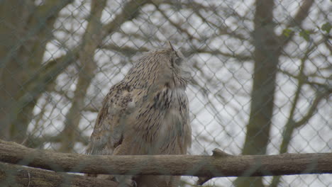 wide low angle view of eurasian eagle-owl turning head while in cage