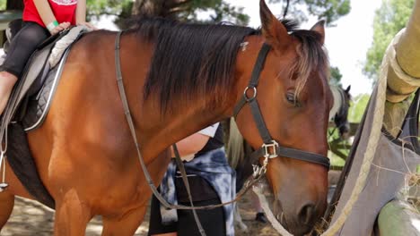 A-video-of-a-horse-eating-hay-with-several-people-moving-around-it