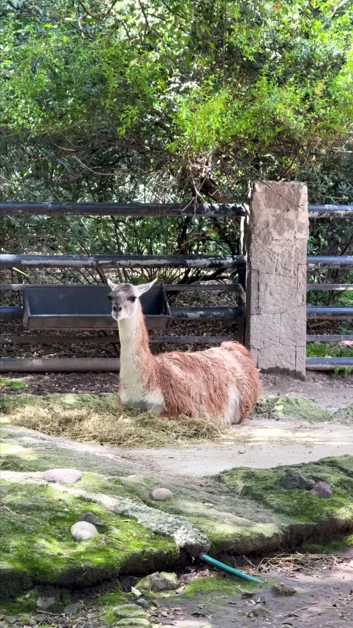 Resting guanaco in zoo, tranquility vibe, Mexico City outdoor scene