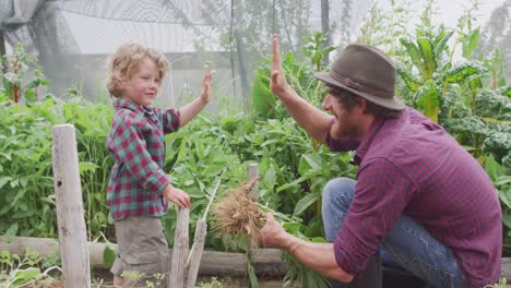 happy caucasian father and son collecting vegetables, high-fiving in greenhouse