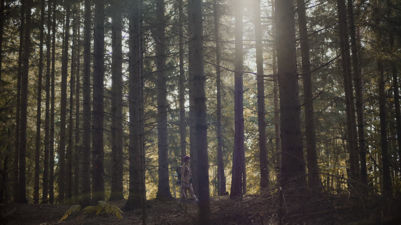 exploradora caminando entre los árboles en el bosque