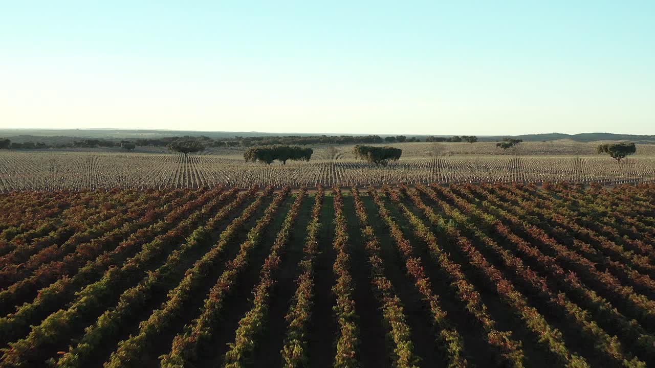 paisaje de viñedos de vino verde, amarillo y morado, europa