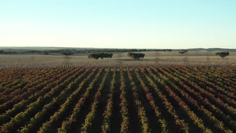 Green,-yellow-and-purple-wine-vineyard-landscape,-Europe